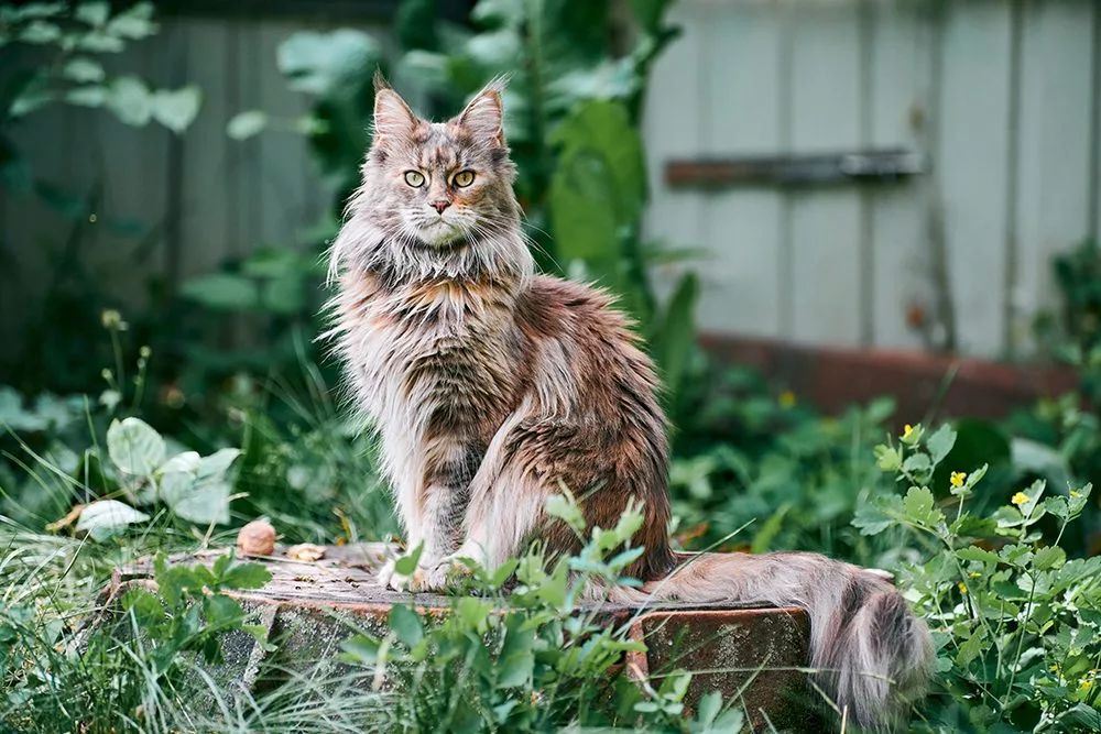 What is a Maine Coon Cat