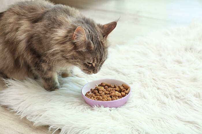 What to Feed a Maine Coon Kitten
