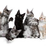 Where Did Maine Coon Cats Get Their Name