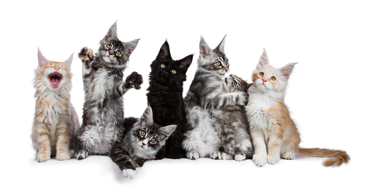Where Did Maine Coon Cats Get Their Name