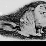 Where Does the Maine Coon Cat Originated from