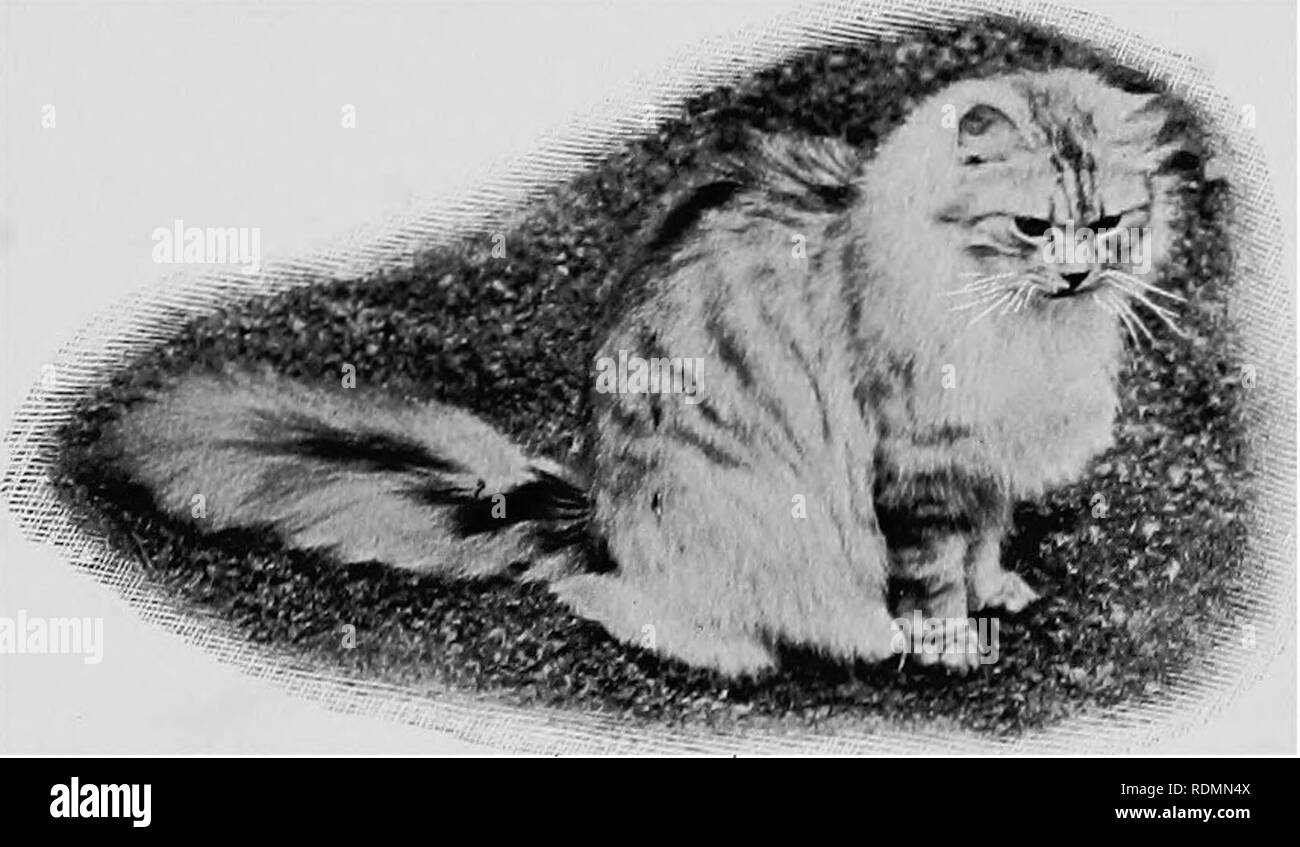 Where Does the Maine Coon Cat Originated from