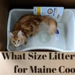 What Size Litter Box for Maine Coon