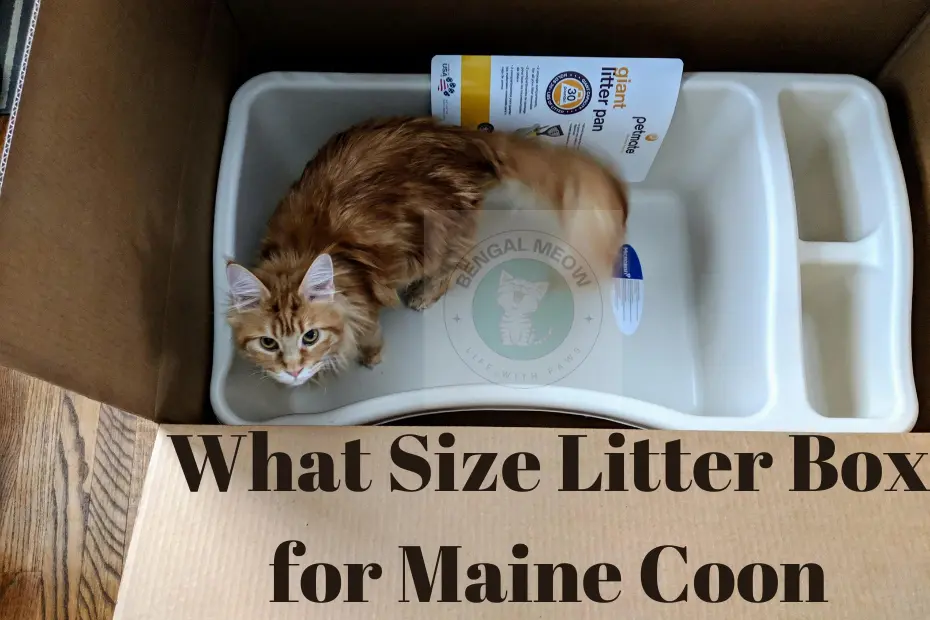 What Size Litter Box for Maine Coon