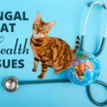 Bengal Cat Health Issues: Common Problems and Solutions