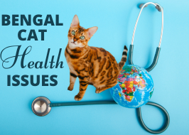 Bengal Cat Health Issues: Common Problems and Solutions