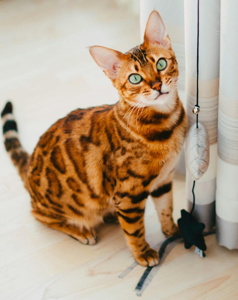 Bengal Kittens for Adoption Los Angeles: Find Your Feline Friend