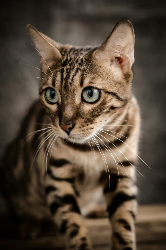 Bengal Kittens for Adoption Los Angeles: Find Your Feline Friend