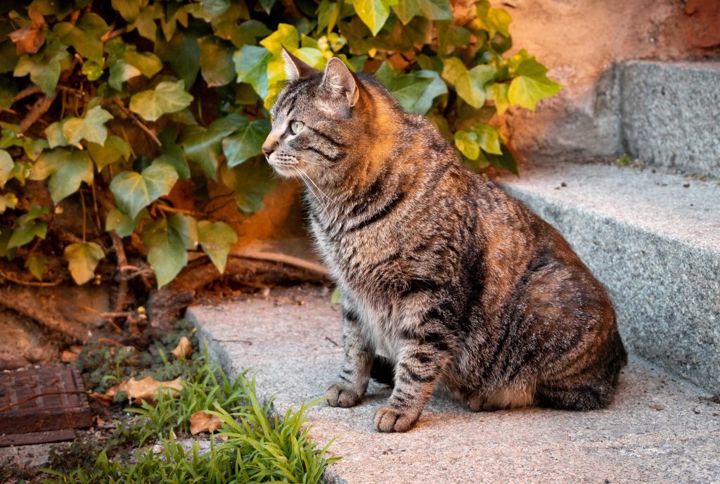 Bengal Kittens for Adoption Los Angeles: Find Your Feline Friend