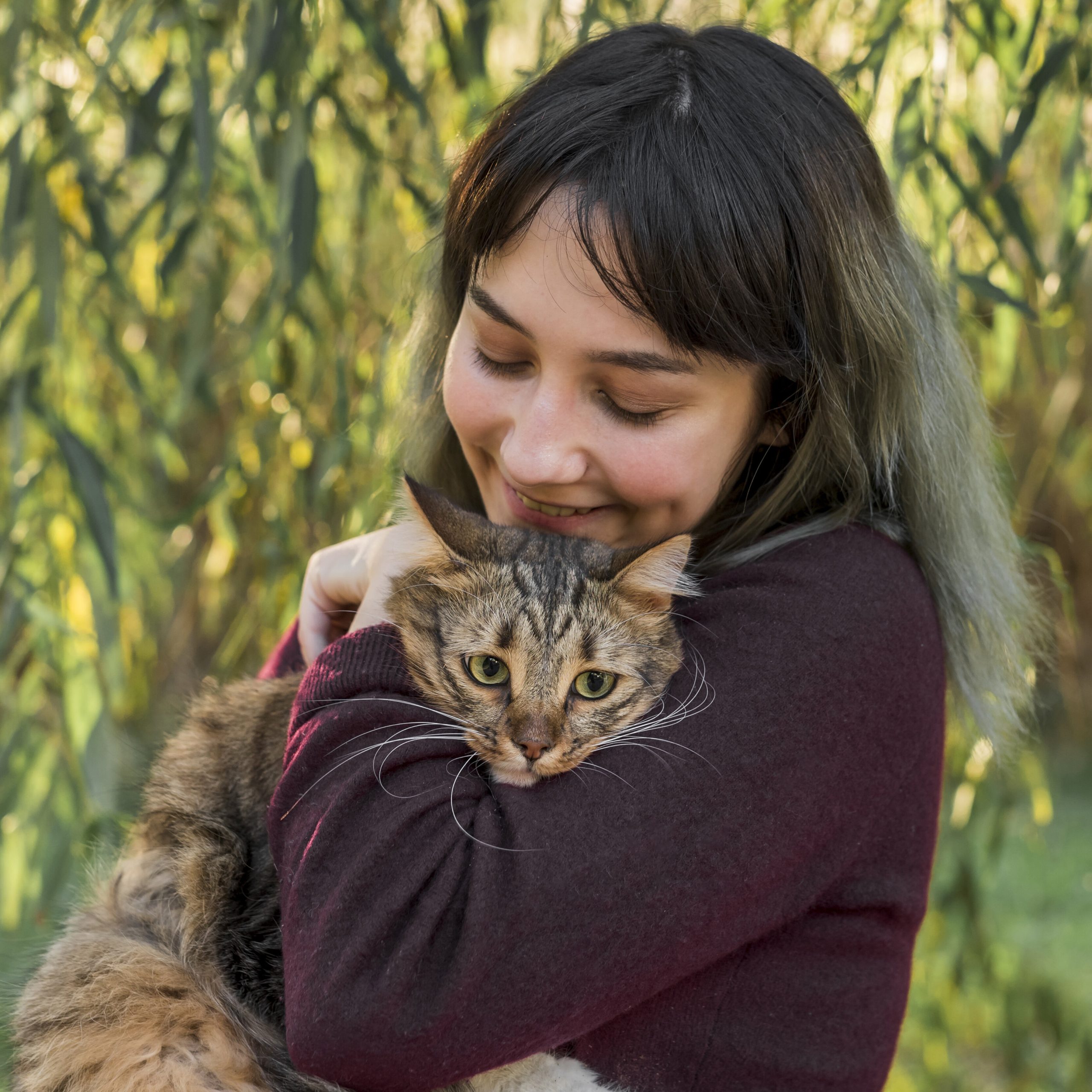 Bengal Kittens for Adoption Los Angeles: Find Your Feline Friend