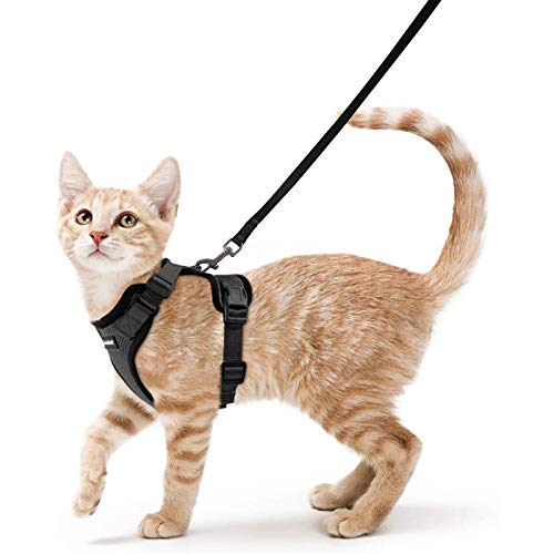 Best Cat Leash for Bengal