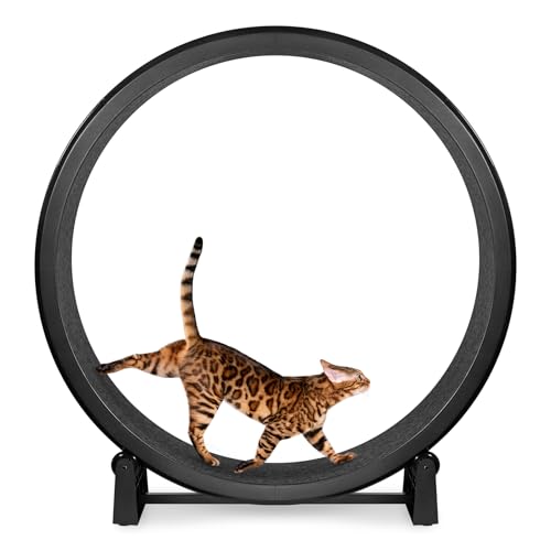 Best Cat Wheel for Maine Coon