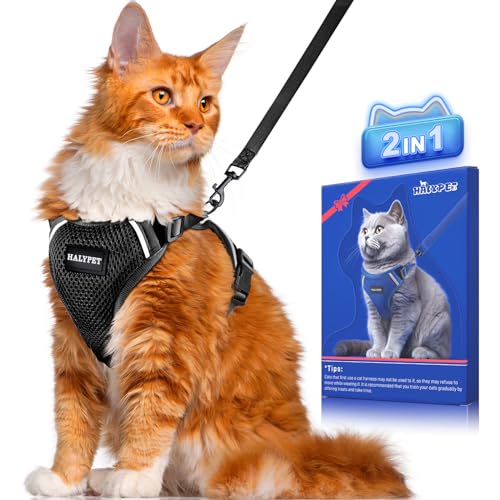 Best Harness for Maine Coon Cat